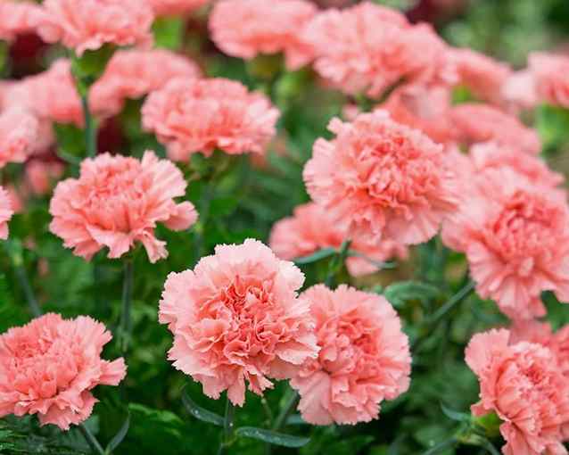 Carnations