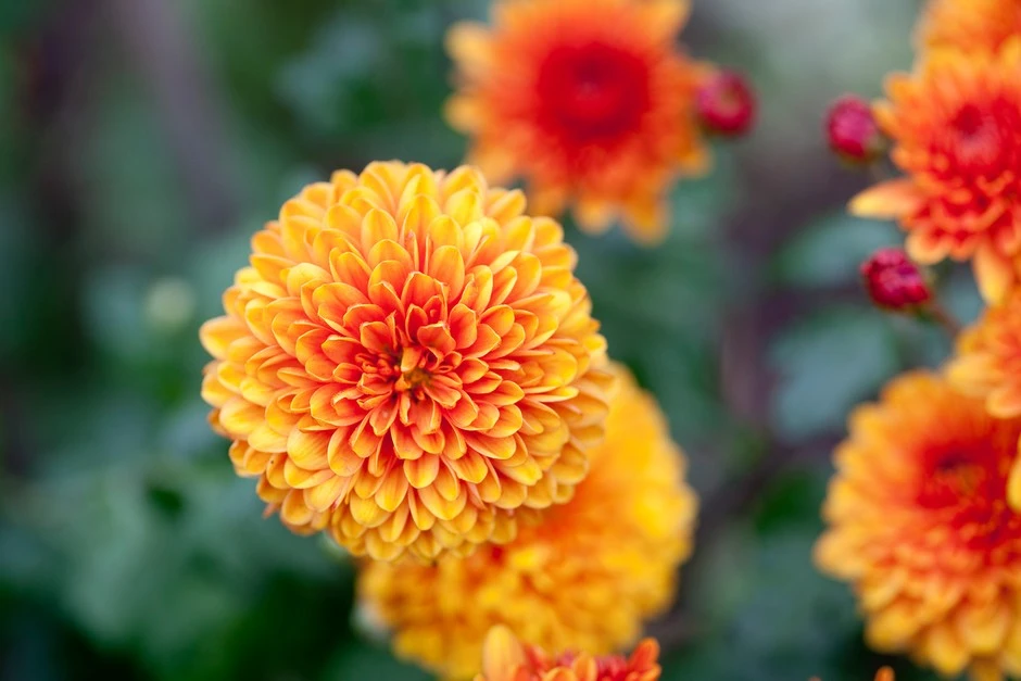 Chrysanthemums
