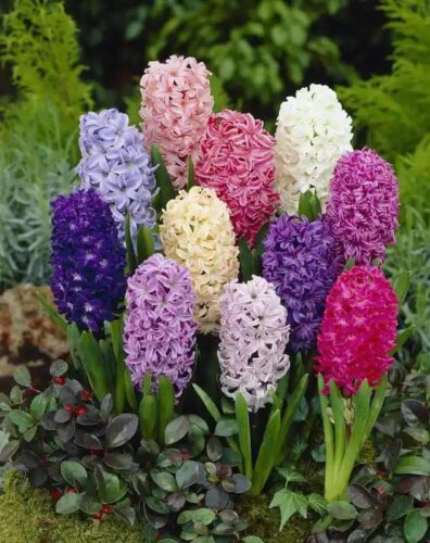 Hyacinths