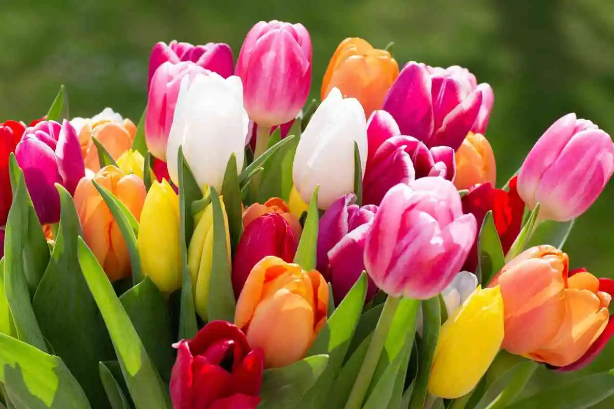 Tulips