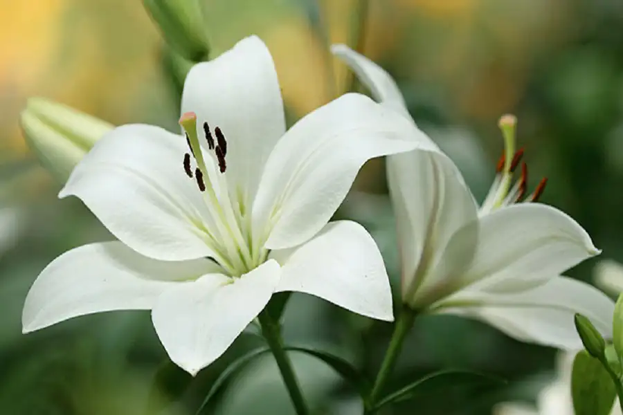 white lilies