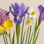 Meaning of flowers — chrysanthemum, freesia, narcissus, gladiolus, iris | Lotus724 (no text on image)